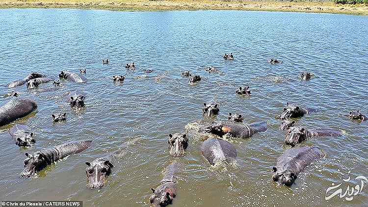 تصاویر حیات وحش آفریقا از بالا/ زرافه ای که به پهپاد خیره شده